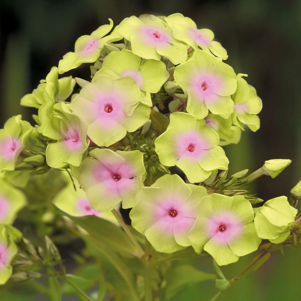 Phlox Rhizom Sommerblüher Staude Phlox Flammenblumen Sherbert Blend 1 St.
