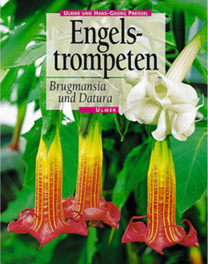 Engelstrompeten. Brugmansia und Datura Produktbild 