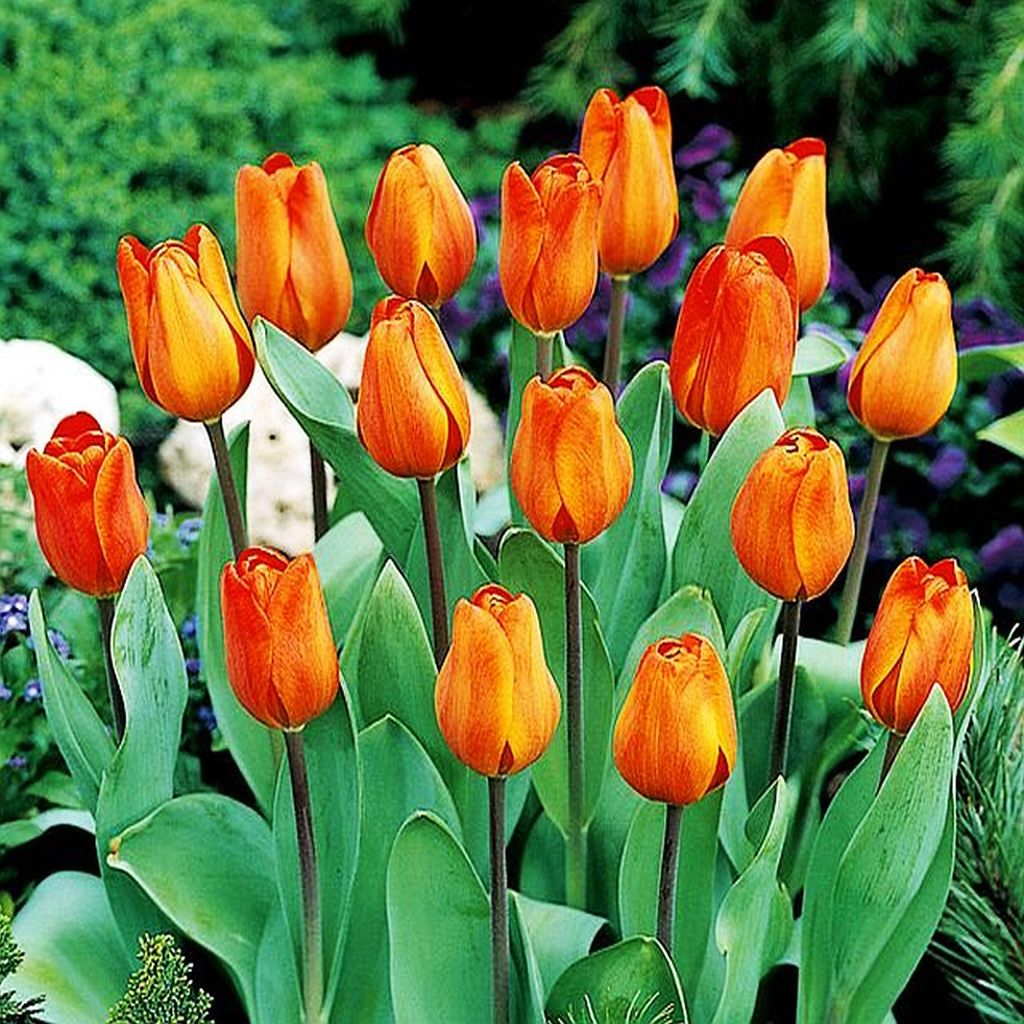 Tulipani Bulbi di fiori Bulbi di fiori Tulipano arancione 5 Immagine del prodotto 