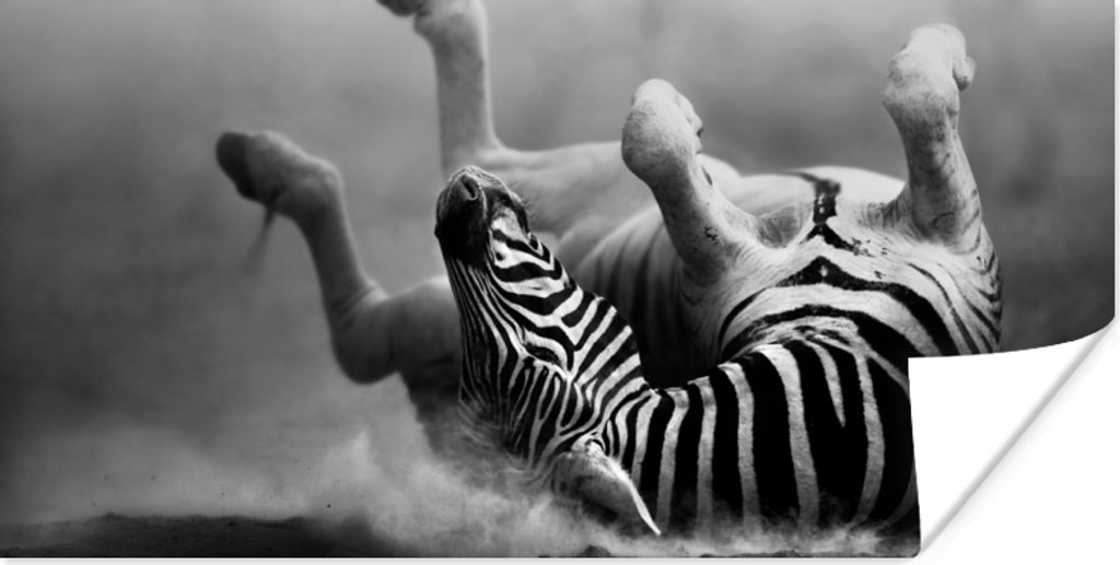 MuchoWow Poster Zebra - Tiere - Schwarz - Weiß 80x40 cm - Wanddeko