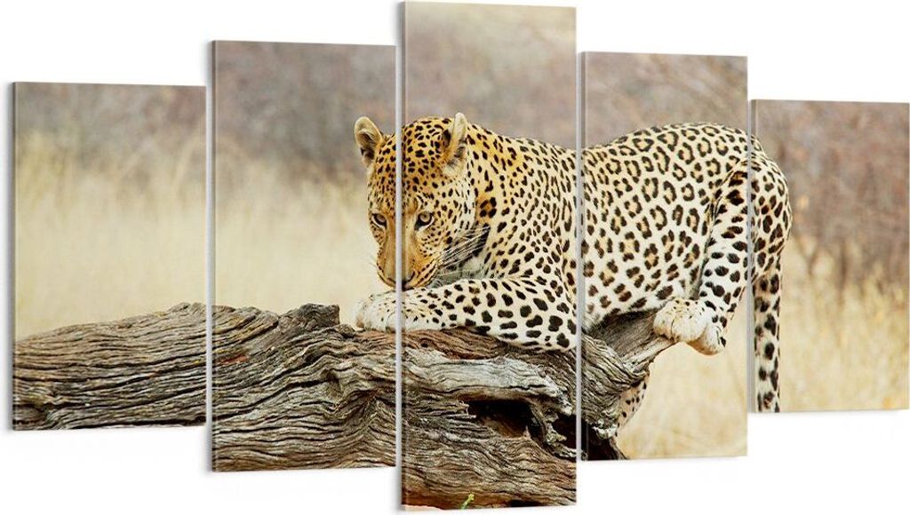 Bild auf Leinwand - Leinwandbild - Afrika Leopard Katze Safari - 160x85cm - Wand Bild - Wanddeko - Leinwanddruck - Bilder - Kunstdruck - Wanddekora...