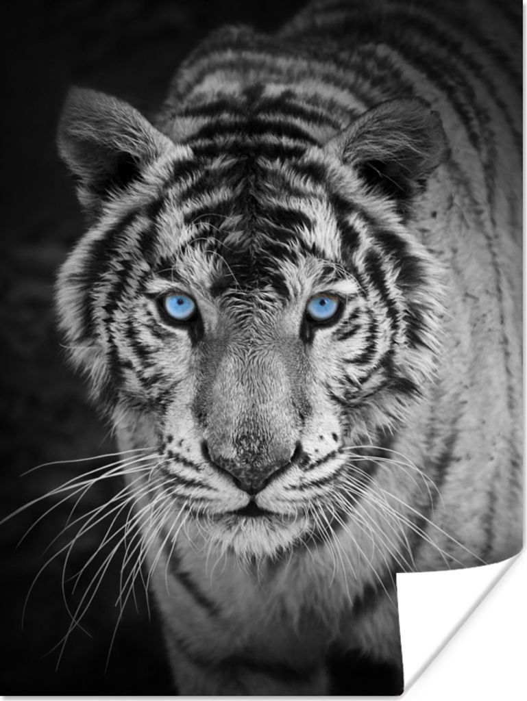 MuchoWow Poster Tiere - Tiger - Schwarz und weiß - Augen - Blau 30x40 cm - Wandplakat - Poster Kinderzimmer