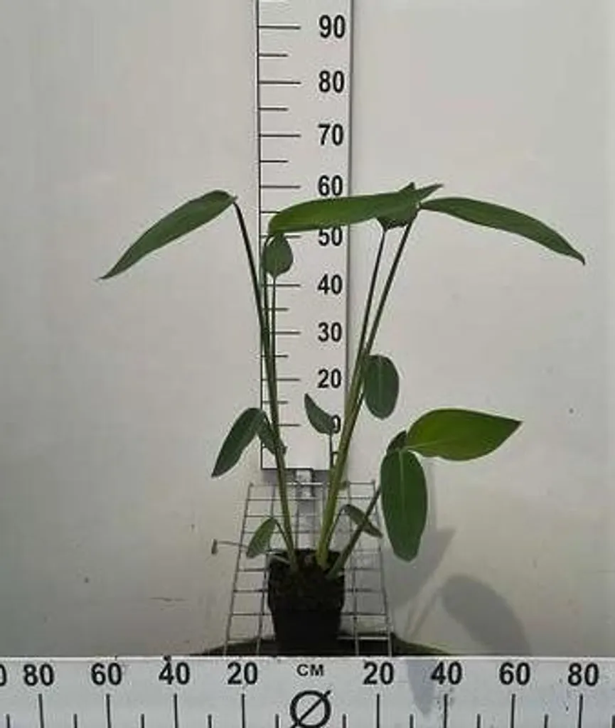 Thalia dealbata x6 - Plante de bassin Thalia à feuilles poudrées 11cm