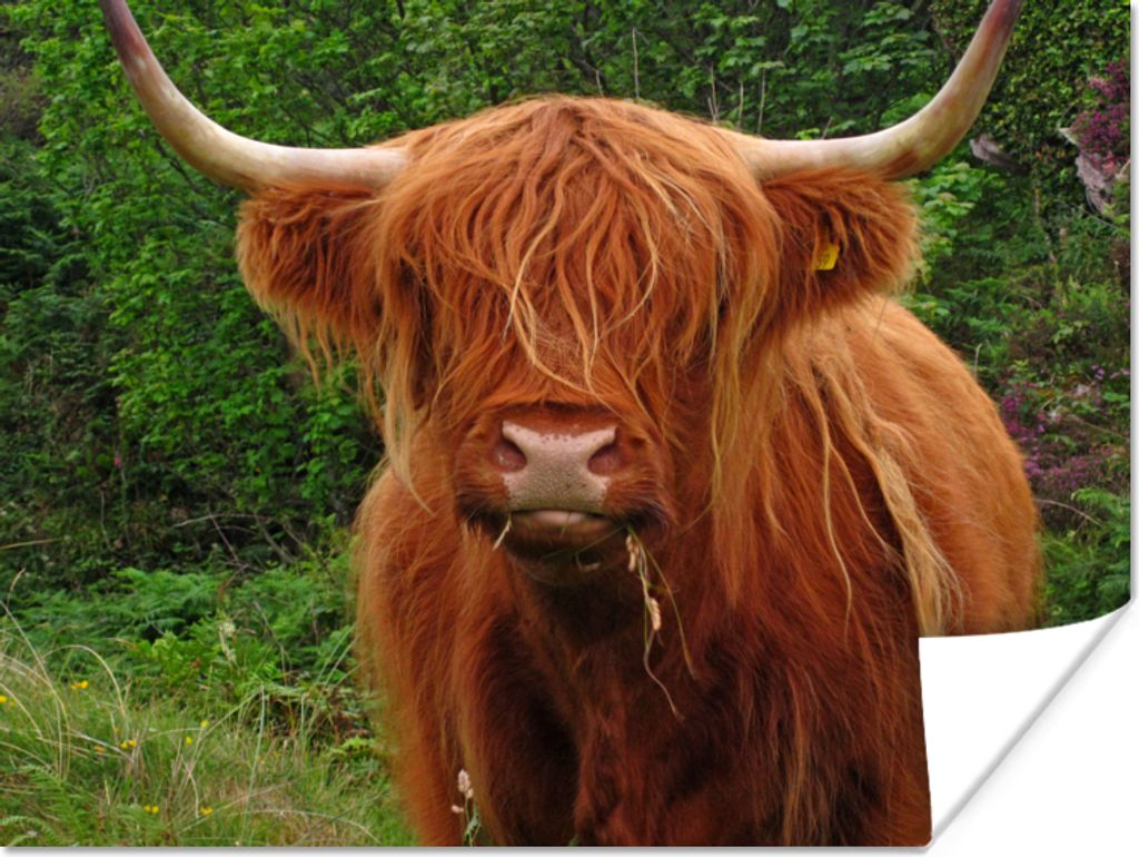 MuchoWow Poster Schottischer Highlander - Kuh - Gras 80x60 cm - Kunst für zu Hause