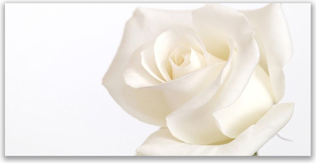 Tulup Leinwand-Bilder 120x60 Wandbild Canvas Kunstdruck Rose Pflanzen