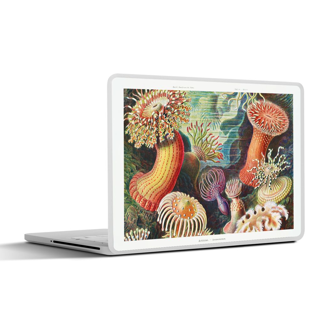 MuchoWow Laptop Aufkleber Sticker Cover Ernst Haeckel - Anemone - Retro - Natur - Pflanzen - Meer 40x30 cm - Laptop Dekoration - Selbstklebend