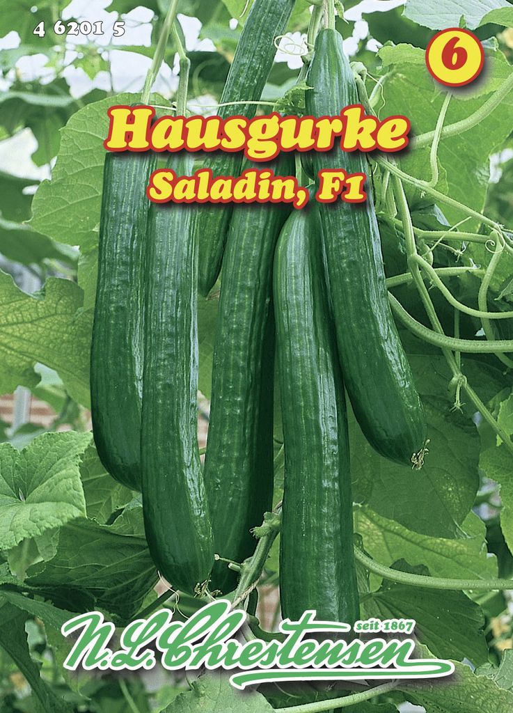 Hausgurke Saladin F1 | Gurkensamen von N.L. Chrestensen