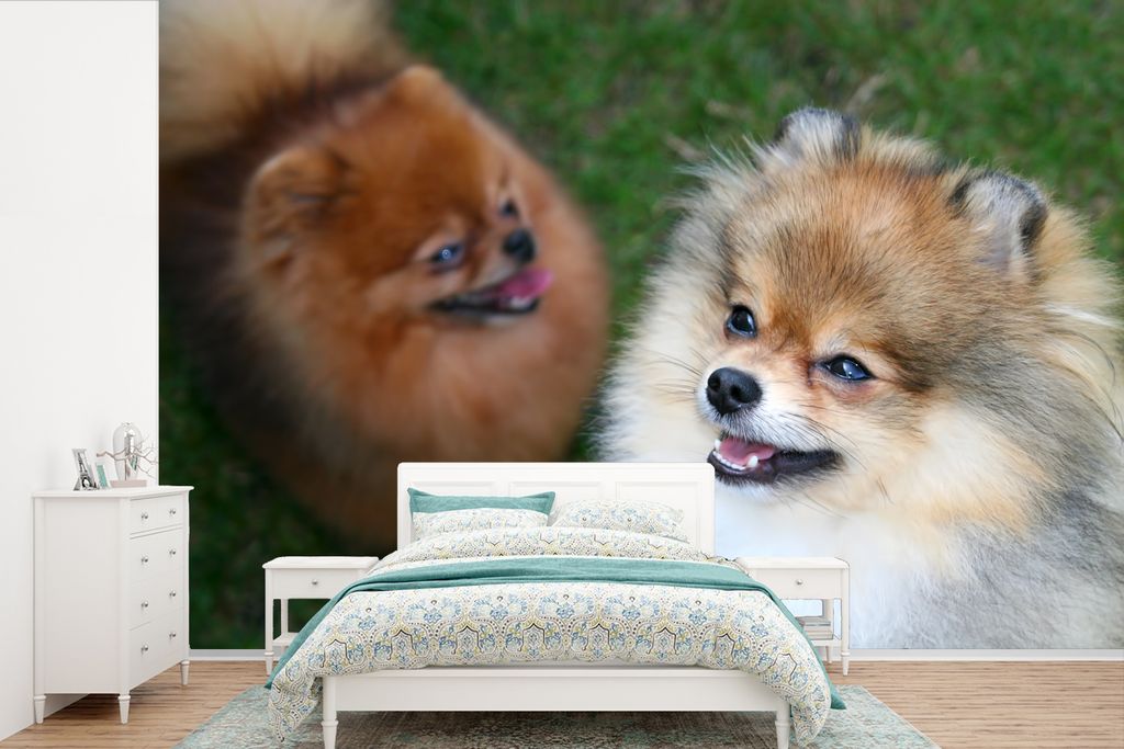 MuchoWow Fototapete für Wohnzimmer oder Schlafzimmer Wandtapete Vinyl Motivtapete Zwei Pommersche Hunde - 450x300 cm - Gemusterte