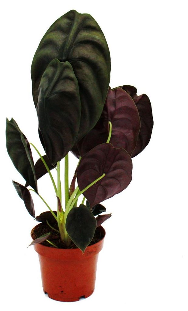 Alocasia cuprea "Red Secret" Tropenwurz Alokasie Produktbild 