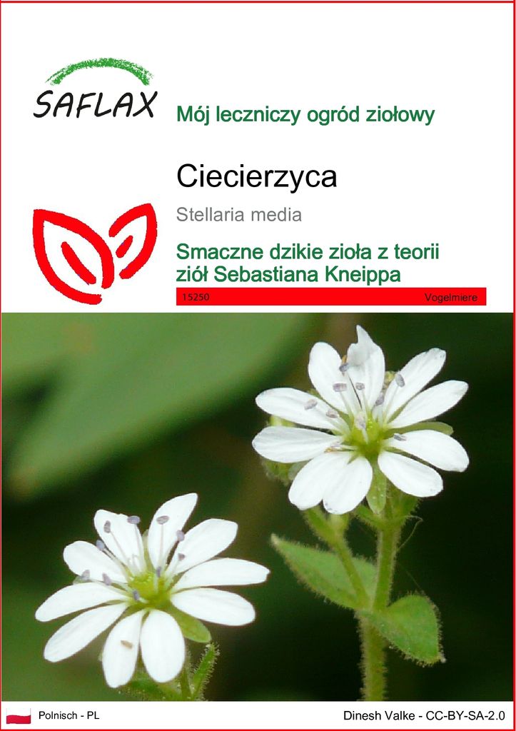 SAFLAX - ciecierzyca - 1000 Nasiona - Stellaria media Zdjęcie produktu 