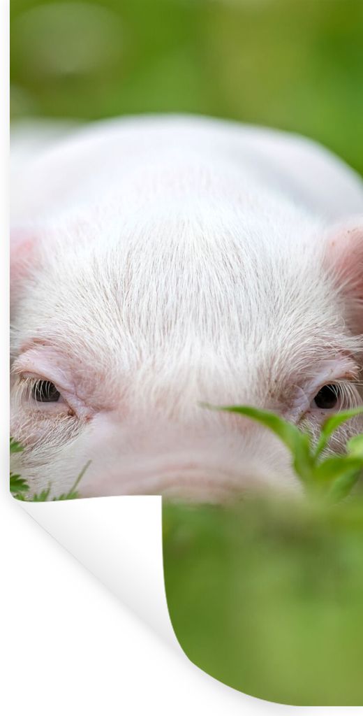 MuchoWow Wandtattoo Wandsticker Wandaufkleber Schwein - Tiere - Groß 40x80 cm Selbstklebend und Repositionierbar - Repositionierbar - Wasser abw...