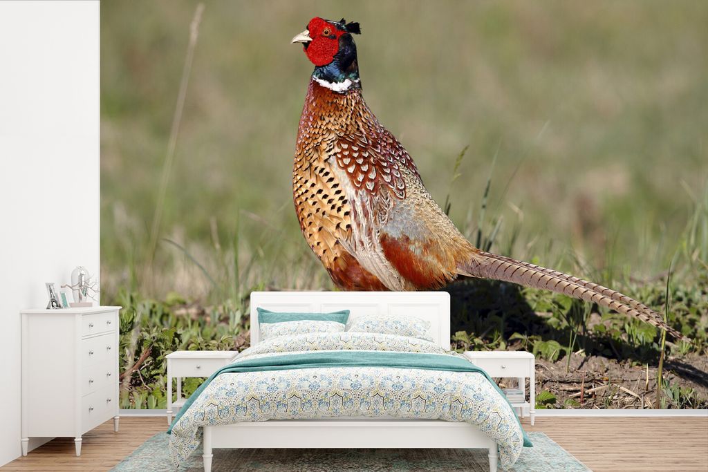 MuchoWow Fototapete für Wohnzimmer oder Schlafzimmer Wandtapete Vinyl Motivtapete Fasan - Nahrung - Vogel - 390x260 cm - Papiertapete