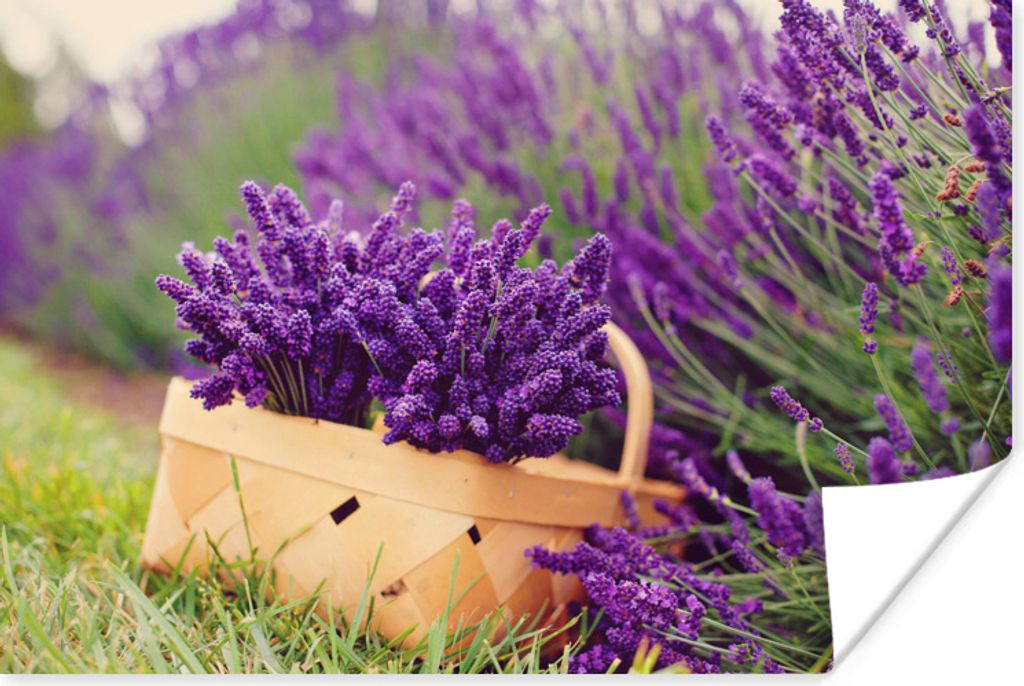 MuchoWow Poster Frischer Lavendel in einem Korb 180x120 cm - Fotoplakat