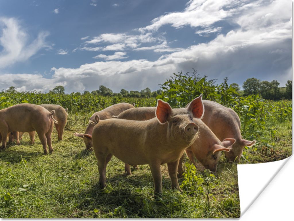 MuchoWow Poster Schweine - Gras - Wolken 160x120 cm - Foto Plakat
