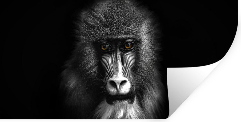 MuchoWow Wandtattoo Wandsticker Wandaufkleber Affe - Tiere - Augen - Braun - Schwarz und weiß 120x60 cm Selbstklebend und Repositionierbar - Sti...