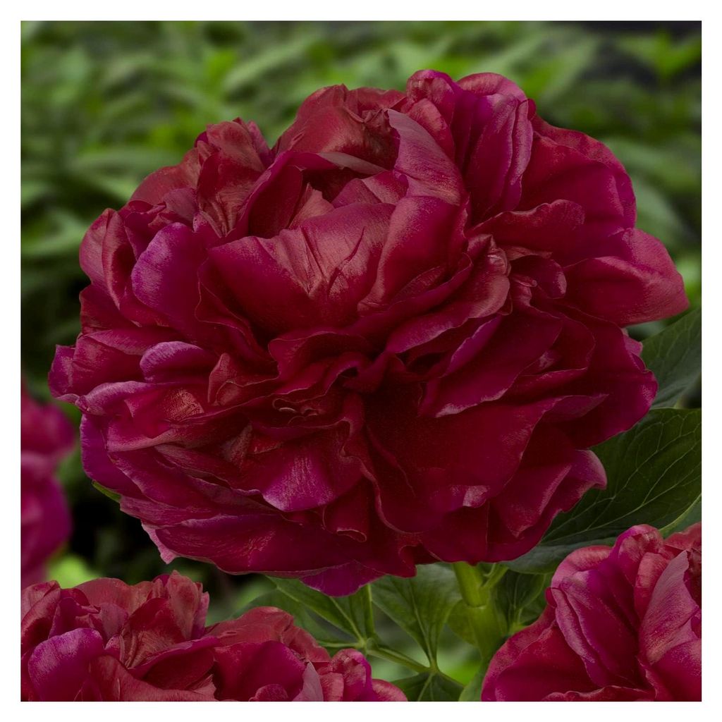 Winterharte Pfingstrosen Pflanzen Red Dark Passion - 1 Wurzel - Päonien Hybride - Mehrjährige Staude - Pflanzen aus Holland für Garten und Topf