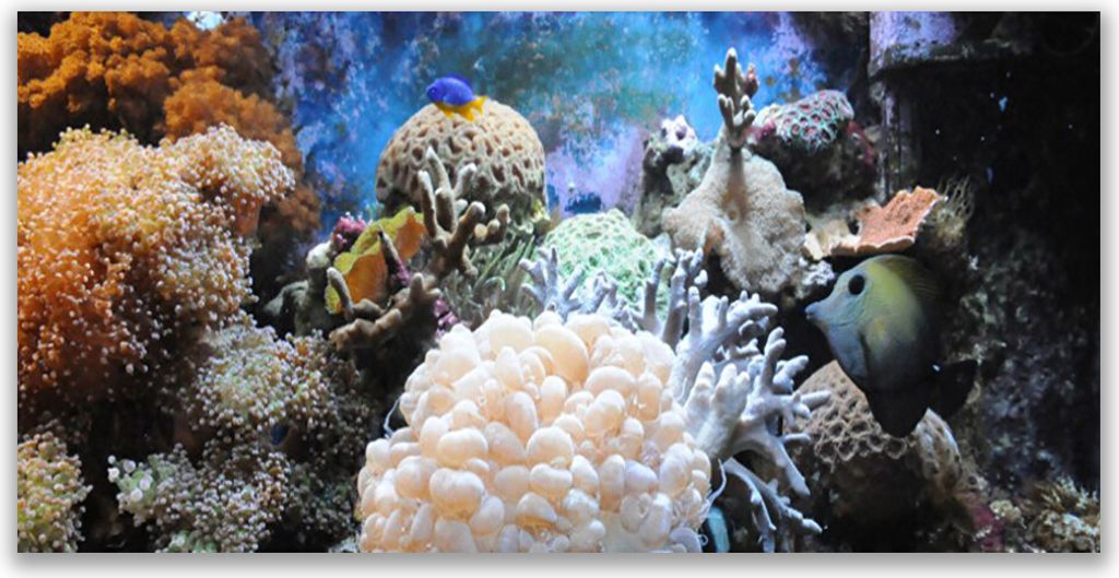 Acrylglasbilder 120x60 Wandbild Druck Korallenriff Natur