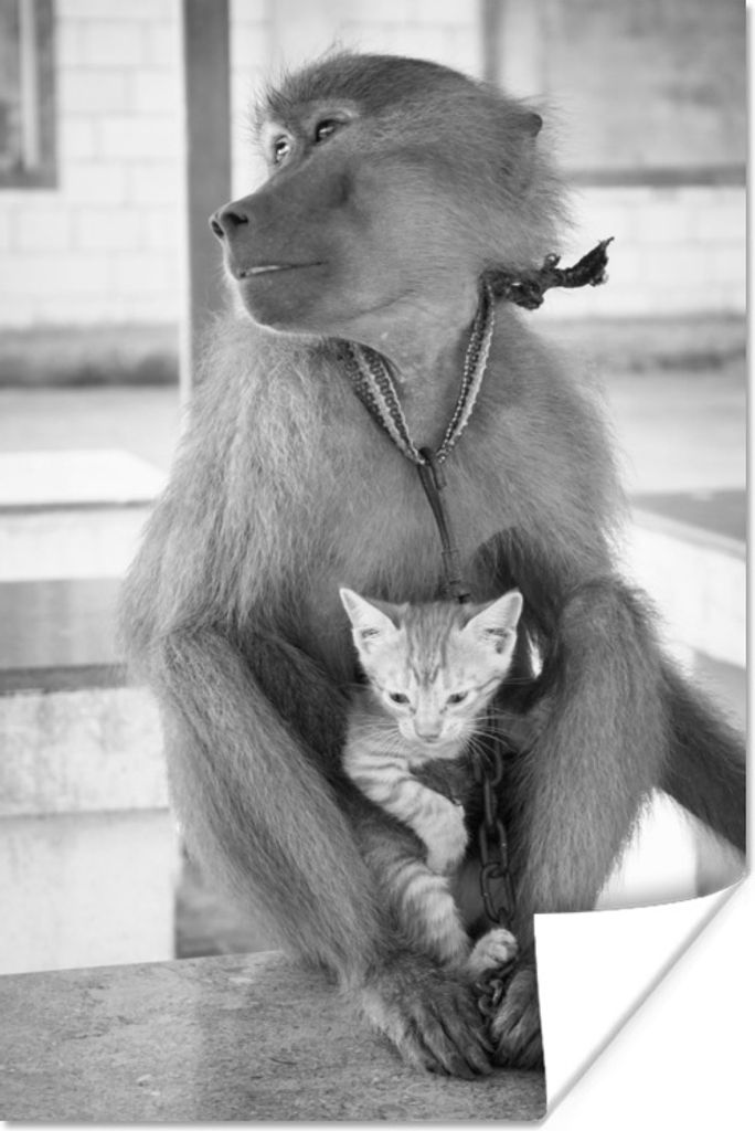 MuchoWow Poster Affe hält Katze - schwarz und weiß 20x30 cm - Papierdruck