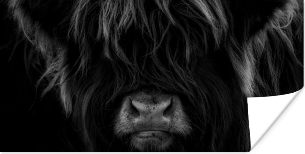 MuchoWow Poster Schottischer Highlander - Kuh - Porträt - Tiere - Schwarz - Weiß 40x20 cm - Poster für die Wand - Poster Schlafzimmer