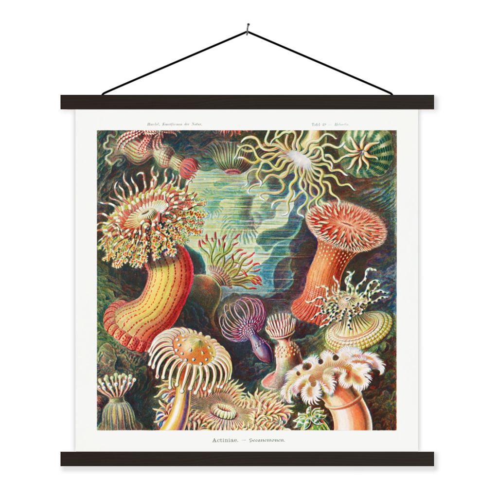 MuchoWow Textilposter Ernst Haeckel - Anemone - Retro - Natur - Pflanzen - Meer 60x60 cm mit schwarzem Rahmen - Posteraufhänger
