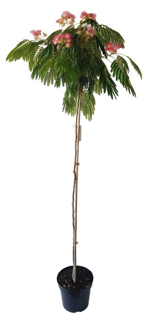 Albizia julibrissin 'Ombrella' – Seidenbaum, Schlafbaum Produktbild 
