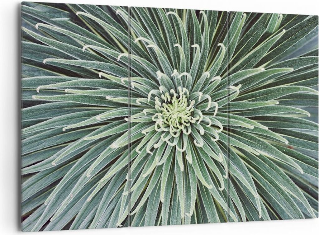 Bild auf Leinwand - Leinwandbild - 3 Teile - Agave Grün Pflanze - 165x110cm - Wand Bild - Wanddeko - Wandbilder - Leinwanddruck - Bilder - Wanddek...
