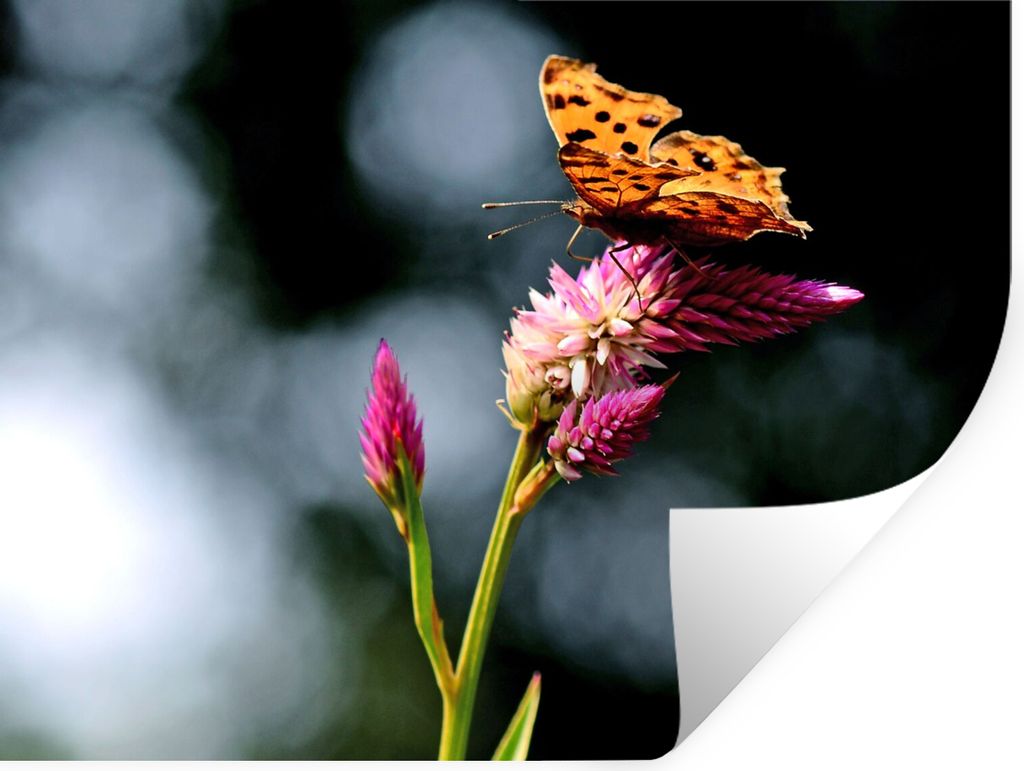 MuchoWow Wandtattoo Wandsticker Wandaufkleber Schmetterling - Blumen - Insekten 80x60 cm Selbstklebend und Repositionierbar - Faltenfrei