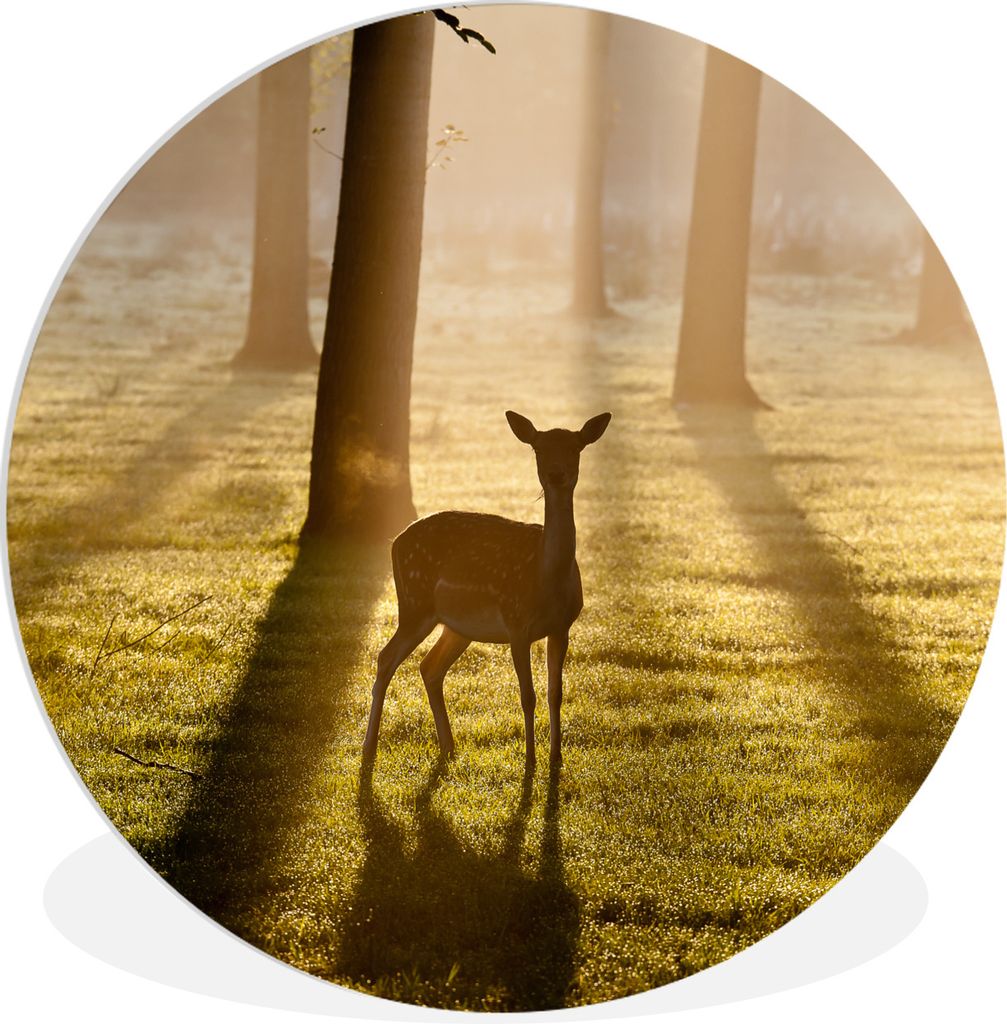 MuchoWow Rundes Wandbild - Runde Bilder Hirsche - Wald - Sonne Ø 60 cm Kreis Wanddekoration Kunststoff - Wandkreis - Wandschmuck - Wand Kreis - ...