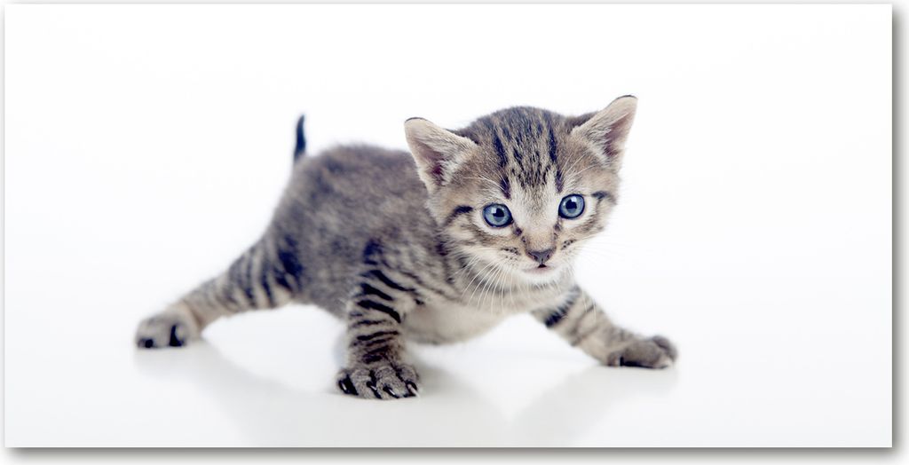 Tulup Leinwandbild - 140x70 cm - Wandkunst - Drucke auf Leinwand - Leinwanddruck - Tiere - Grau - Kleine Katze