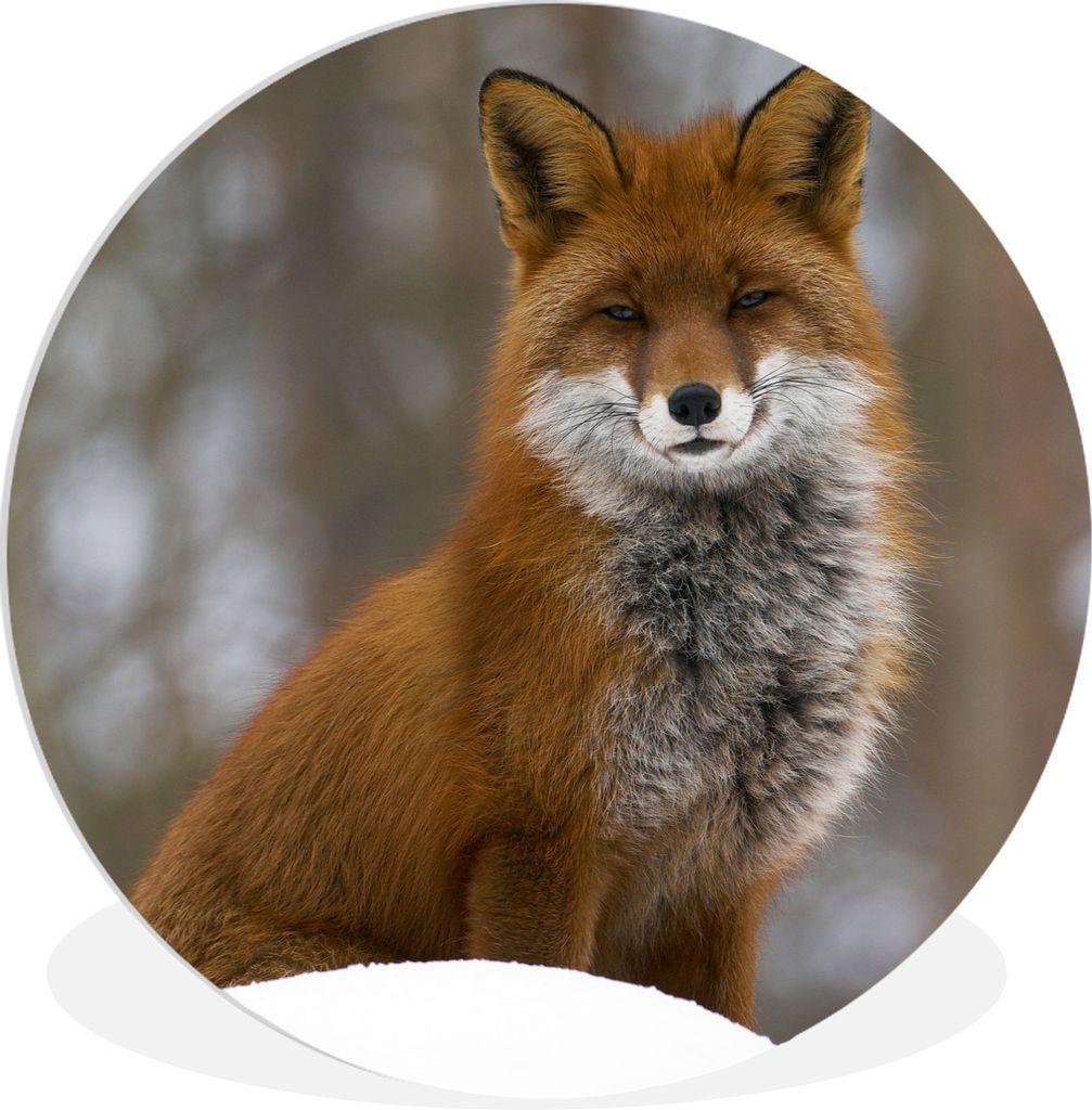 MuchoWow Rundes Wandbild - Runde Bilder Fuchs - Wald - Rot Ø 30 cm Kreis Wanddekoration Kunststoff - Wandkreis - Wandschmuck - Schlafzimmer - Bi...