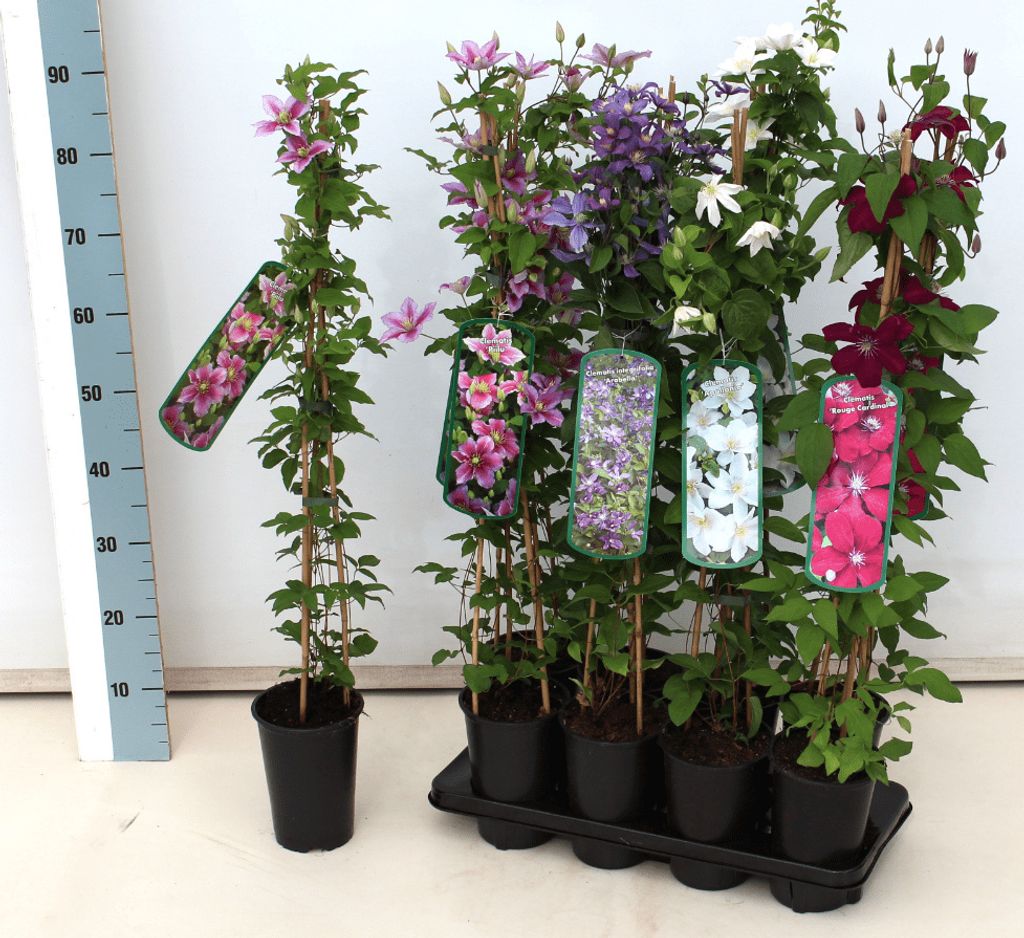 Clematis Hybride 'Dr. Ruppel', großblumig, rosa-weiß, 60–100 cm