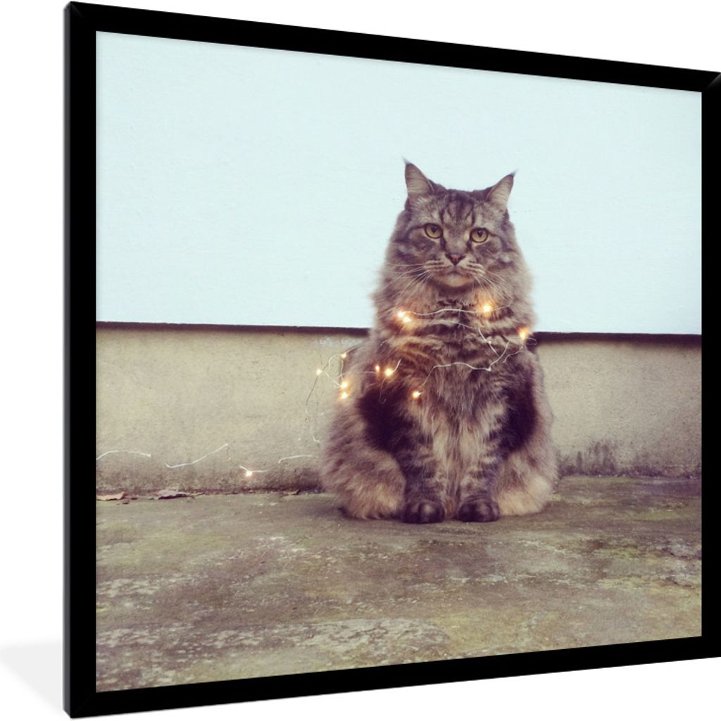 MuchoWow Gerahmtes Poster Schöne Beleuchtung für die Maine Coon Katze 40x40 cm - Poster mit Schwarzem Bilderrahmen Wandposter Rahmen Foto Bilde...