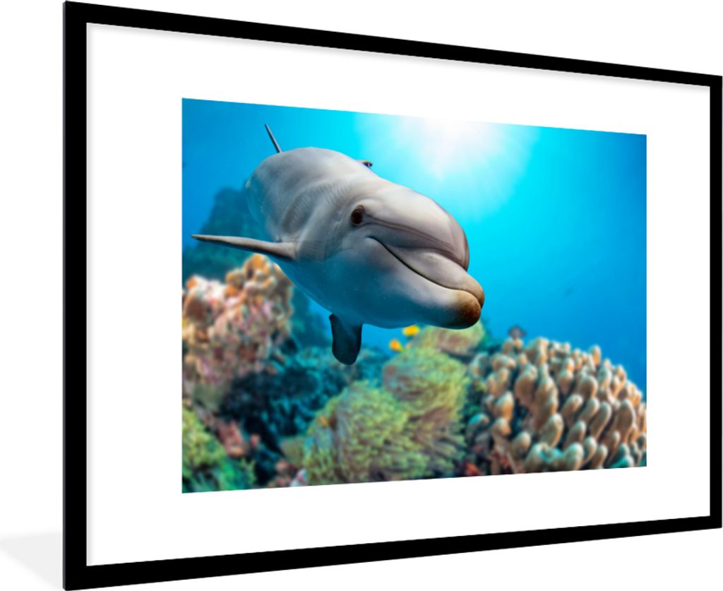 MuchoWow MuchoWow Gerahmtes Poster Delfin - Meer - Koralle 90x60 cm - Poster mit zchwarzem Bilderrahmen - Wanddekoration - Fotos