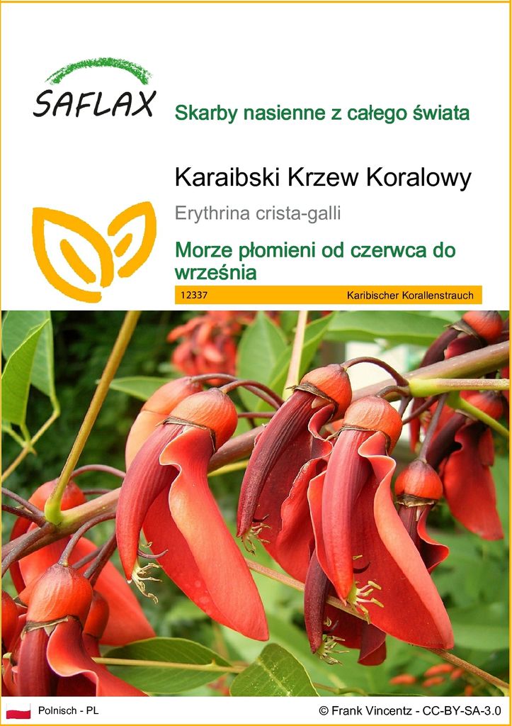 SAFLAX - Karaibski Krzew Koralowy - 6 Nasiona - Erythrina Zdjęcie produktu 