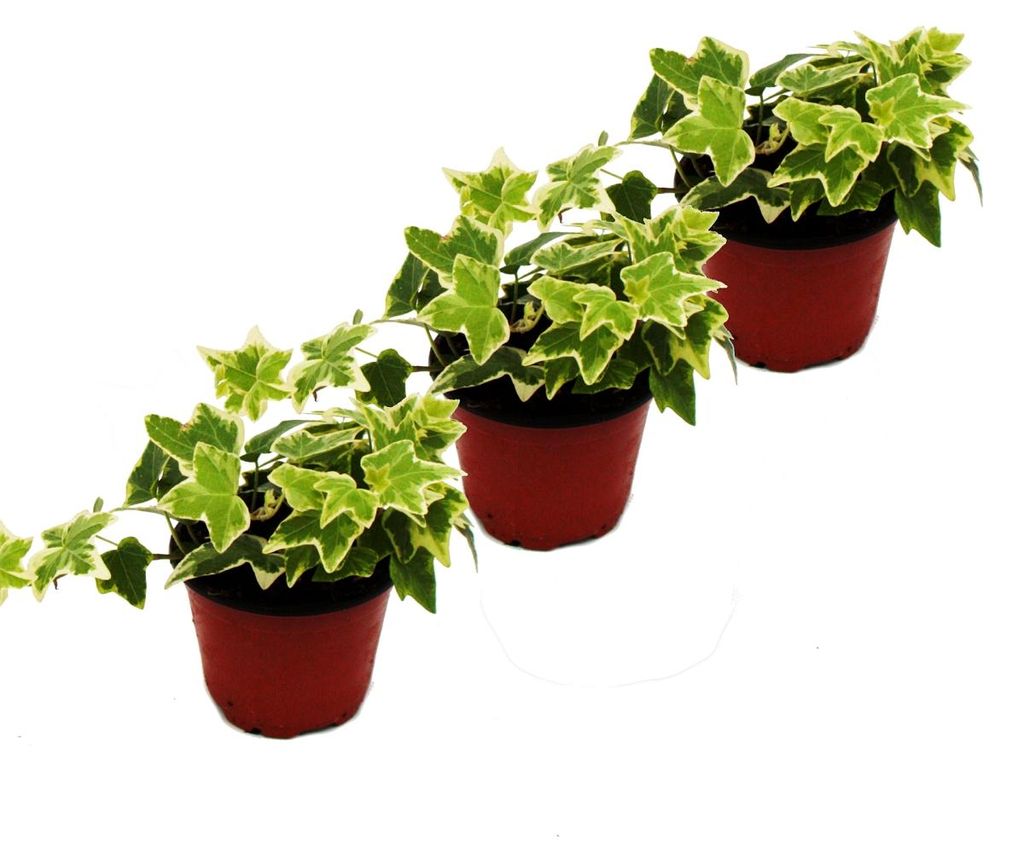 kaffeepflanze substrat Coffea arabica