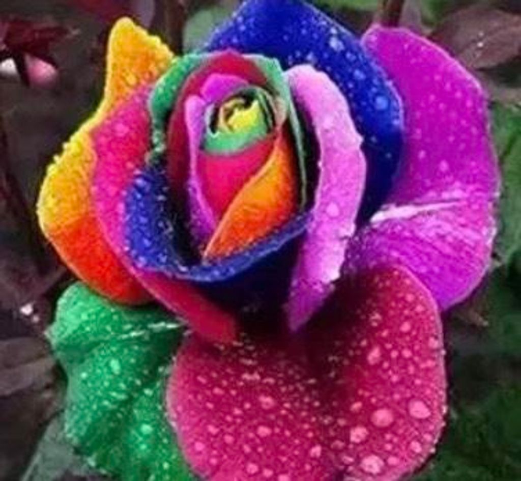 50 pezzi di semi di fiori di rosa rari - pianta ornamentale Immagine del prodotto 