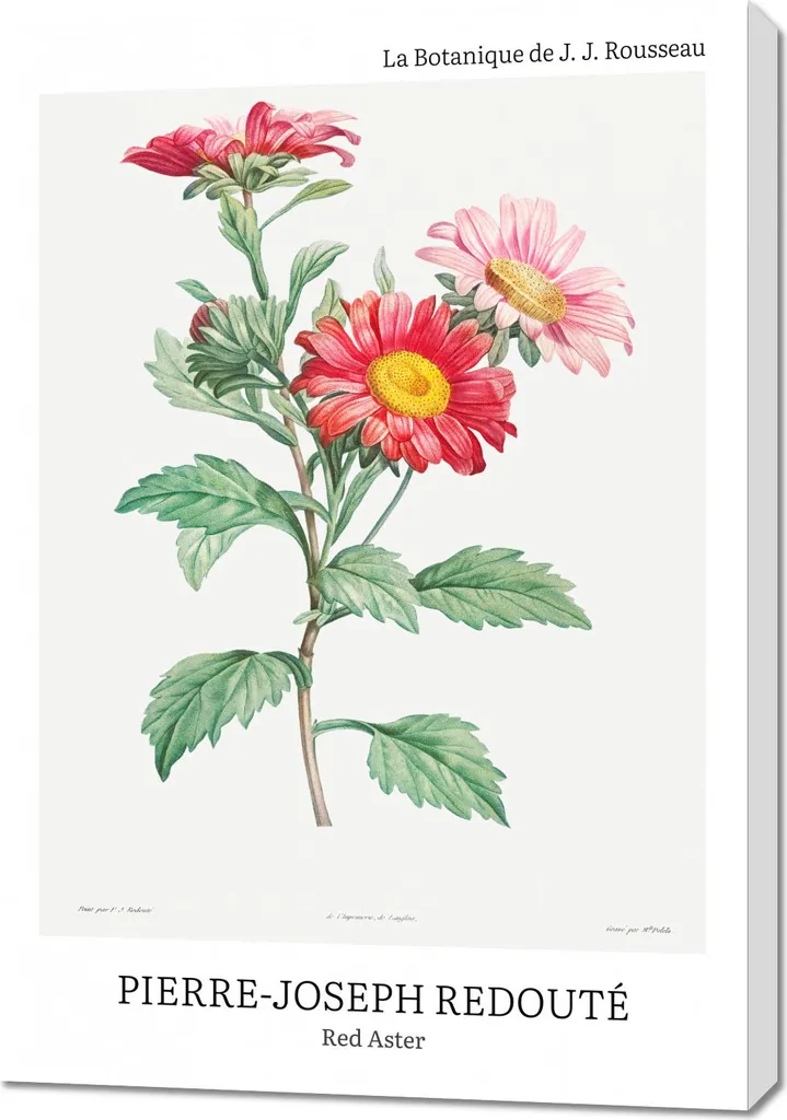 Design Red Aster Redouté 70x100: Il Quadro Vintage Must-Have