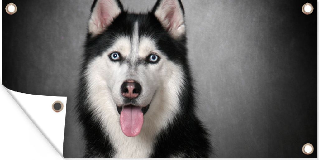 MuchoWow 60x30 cm Outdoor-Poster Gartendeko Sichtschutz Garten Poster für den Garten Sibirischer Husky