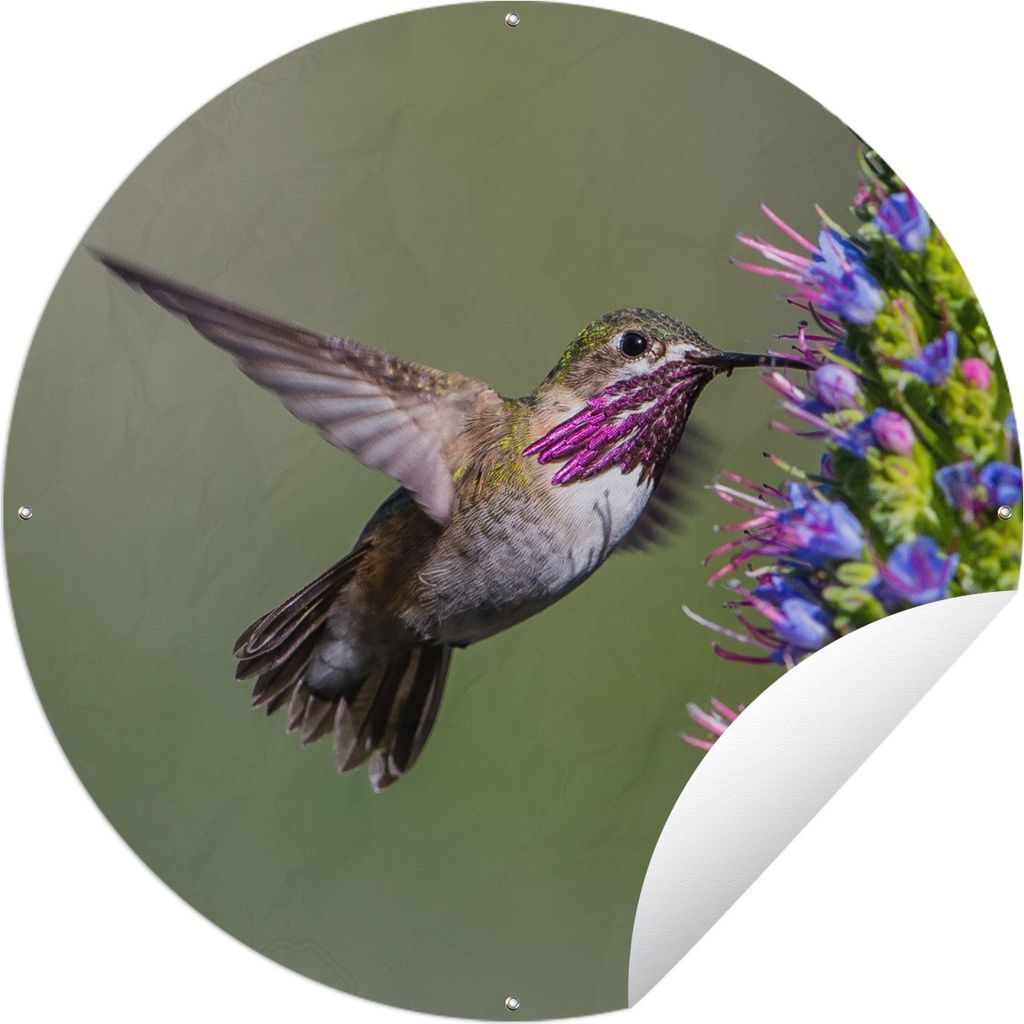 MuchoWow Gartenposter Outdoor-Poster Rund Kolibri - Pflanze - Lila Ø 120 cm Gartendeko Rundes Poster draußen