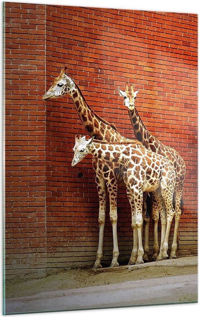 Bilder auf glas - Einteilig - Tiere Giraffen Zoo Familie - 50x70cm - Glasbilder - Wandbilder - Bilder - zum Aufhängen bereit - Wanddekoration aus ...