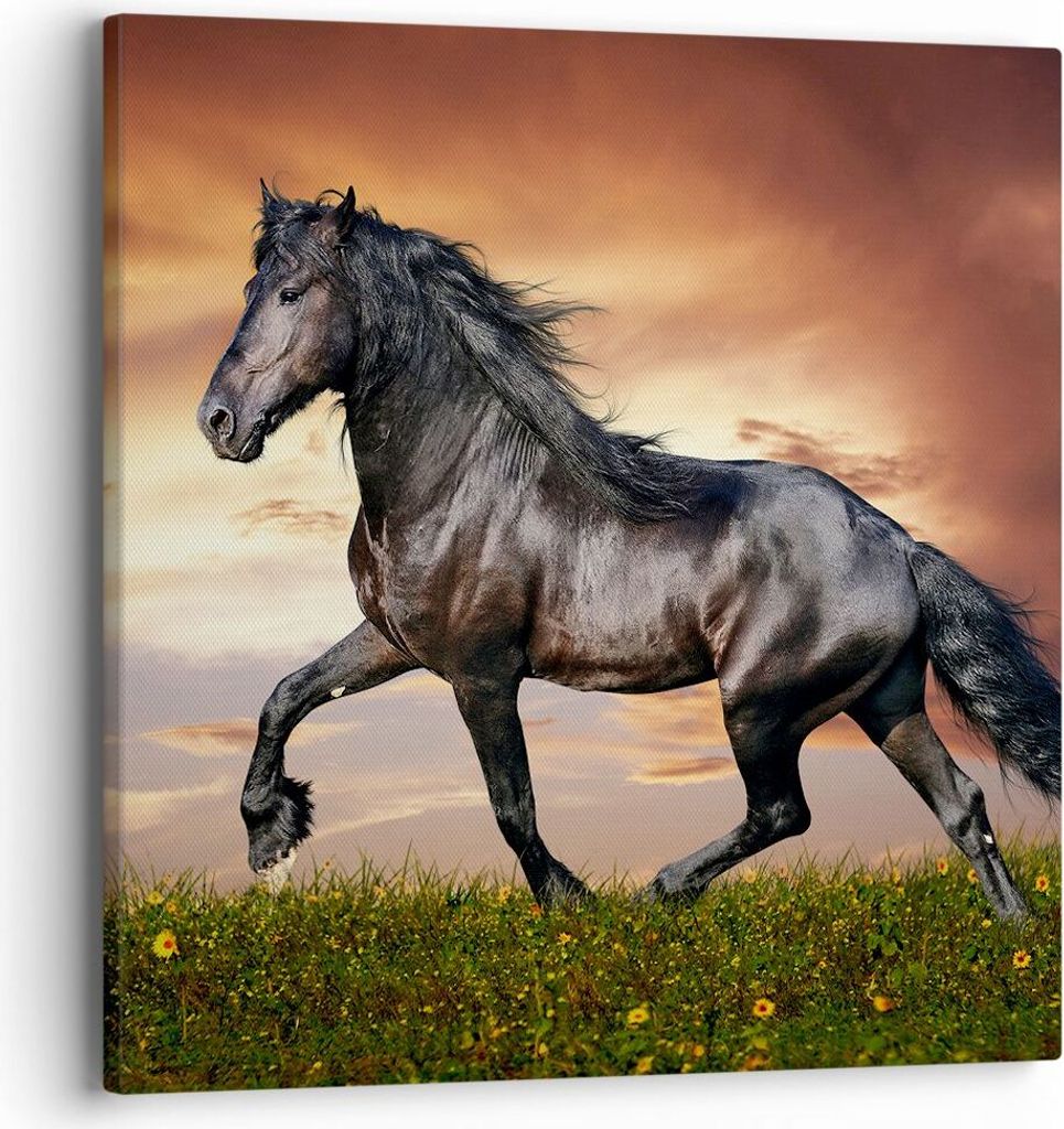 Bild auf Leinwand - Leinwandbild - Pferd Tier Wiese - 40x40cm - Wand Bild - Wanddeko - Wandbilder - Leinwanddruck - Bilder - Kunstdruck - Wanddekor...