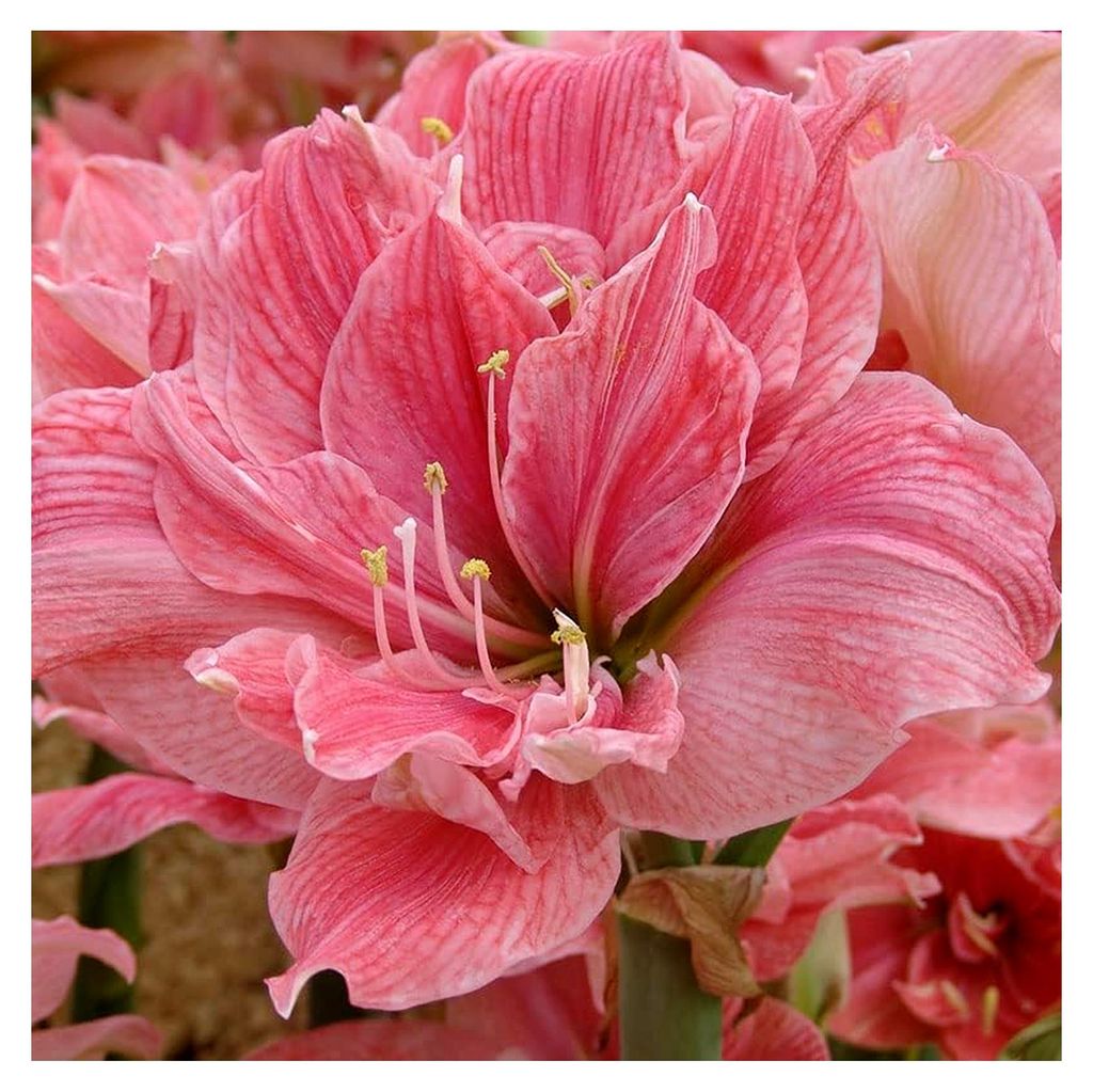 Amaryllis Sweet Nymph | 1 Stück | Zwiebelgröße 30/32 | Ritterstern | Rosa | Zimmerpflanze | Schnittblume
