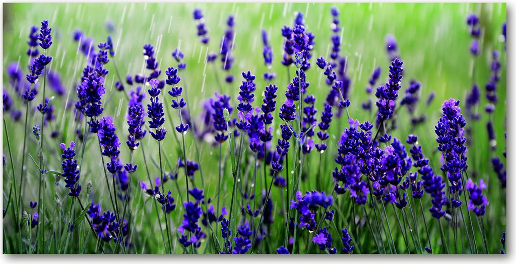 Tulup Glas-Bild -140x70- Wandkunst Dekorative Wand für Küche & Wohnzimmer - Blumen & Pflanzen - Lavendel - Lila