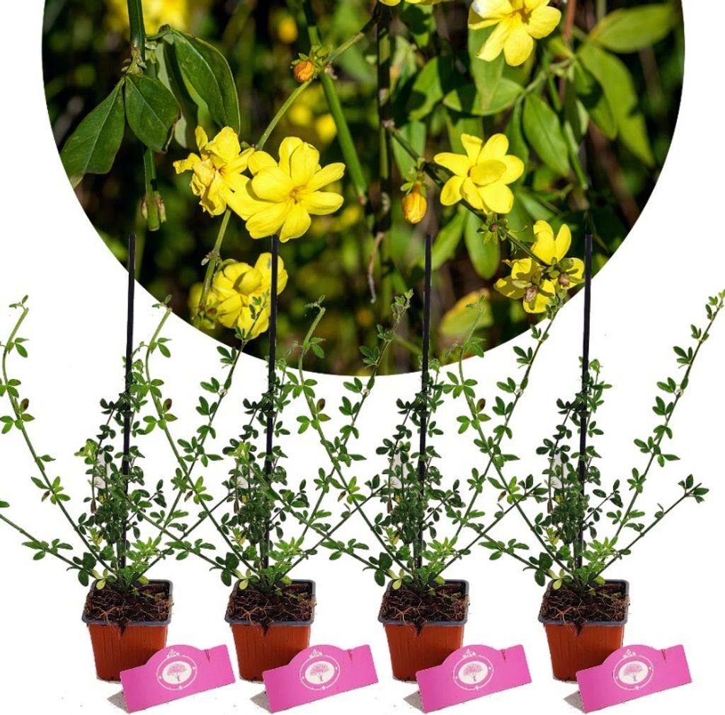 Sada 4 zimných jazmínov - Jasminum nudiflorum - výška 25 cm Obrázok produktu 