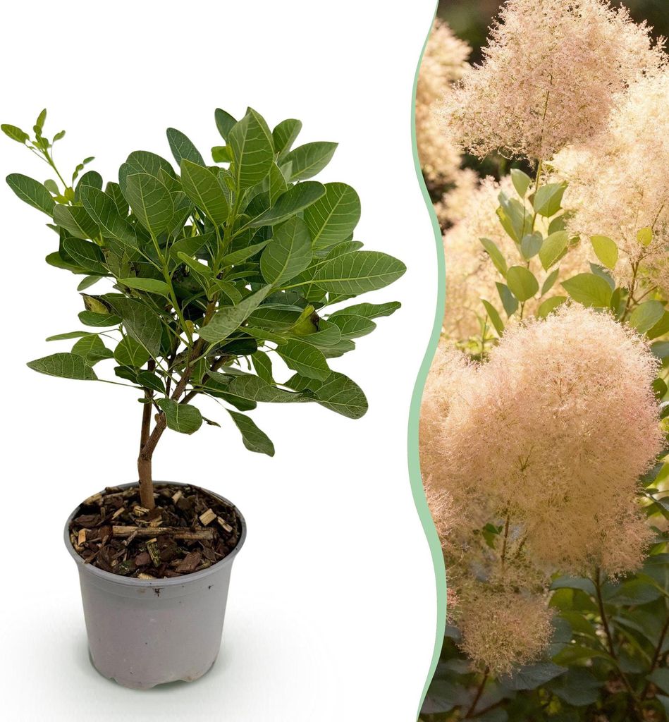 Cotinus coggyria Young Lady 12cm Höhe 35cm Rosa Sommerblüte und grünes Laub