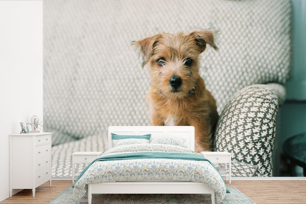 MuchoWow Fototapete für Wohnzimmer oder Schlafzimmer Wandtapete Vinyl Motivtapete Ein Welpe sitzt auf dem Sofa - 390x260 cm - Papiertapete