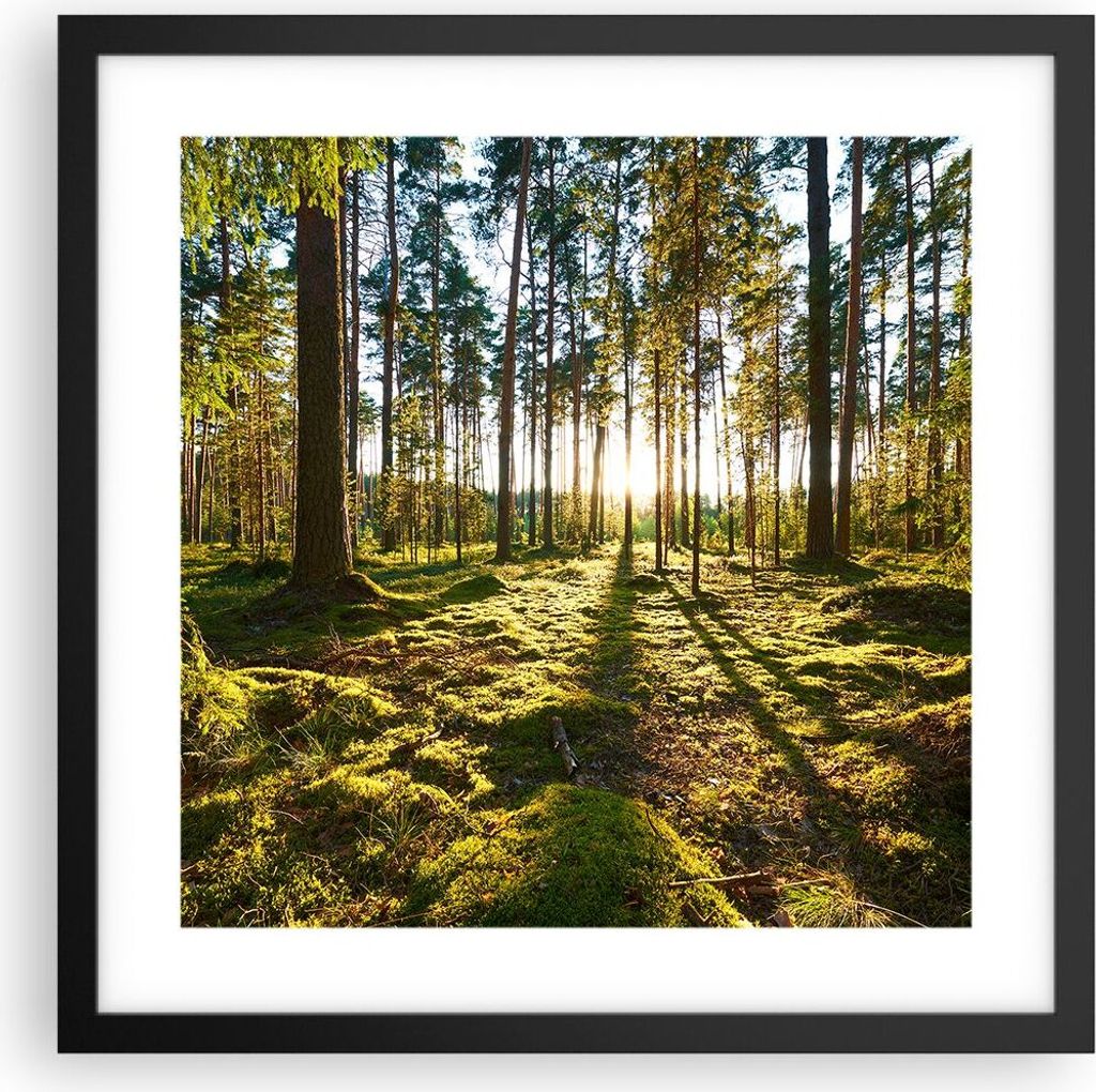 Gerahmtes Poster - Schwarzer Rahmen - Wald Baum Natur - Produktbild 