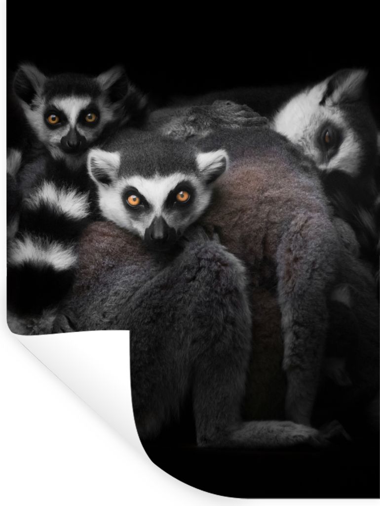 MuchoWow Wandtattoo Wandsticker Wandaufkleber Tiere - Lemur - Schwarz - Weiß - Porträt 60x80 cm Selbstklebend und Repositionierbar - Reposition...