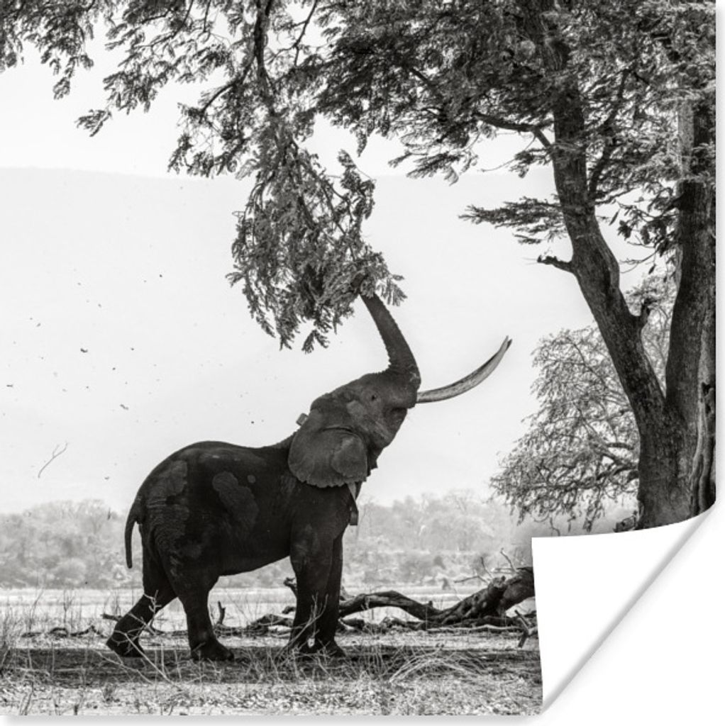 MuchoWow Poster Elefant, der an einem Ast zieht, in Schwarz-Weiß 30x30 cm - Wandposter - Printing
