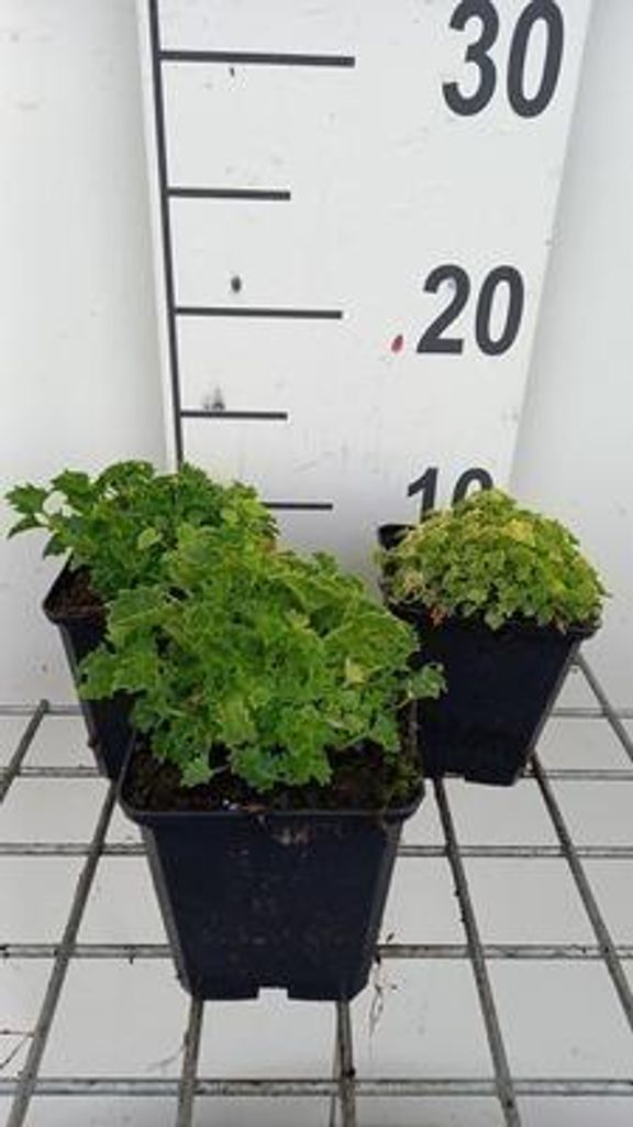 6 x Campanula garg. 'Dickson's Gold' - Bergminze - Topf 9 x 9 cm